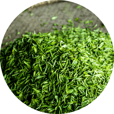 綠茶